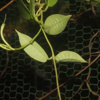 Mandevilla boliviensis (J.J.Veitch) Woodson